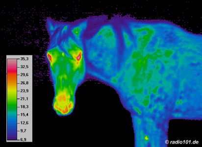 thermal image of a horse - wärmebild pferd