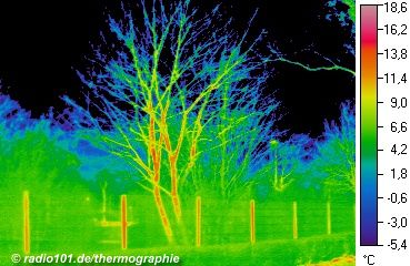 Thermographische Aufnahme / Wärmebild: Bäume/Pflanzen und ein Zaun