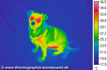 Wärmebild eines Hundes (Sino von Gitta L. in Giessen, er stammt aus einem Tierheim in Spanien)