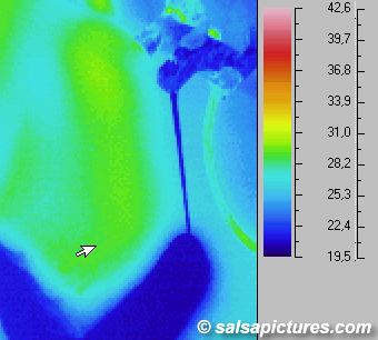 Cold water (infrared image / thermographic foto / thermal picture)